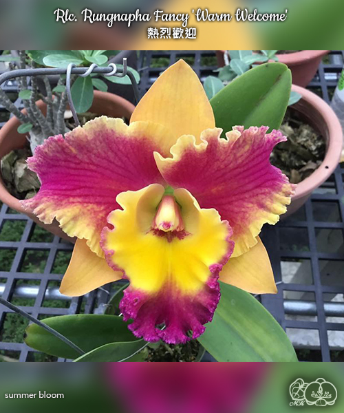 美琪園藝Miki Orchid - 批發專區